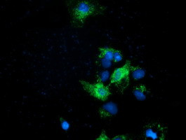 EFNA2 Antibody in Immunocytochemistry (ICC/IF)