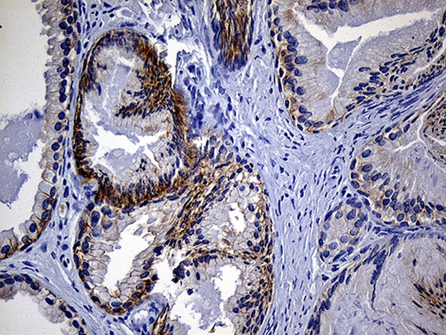 EGF Antibody in Immunohistochemistry (Paraffin) (IHC (P))