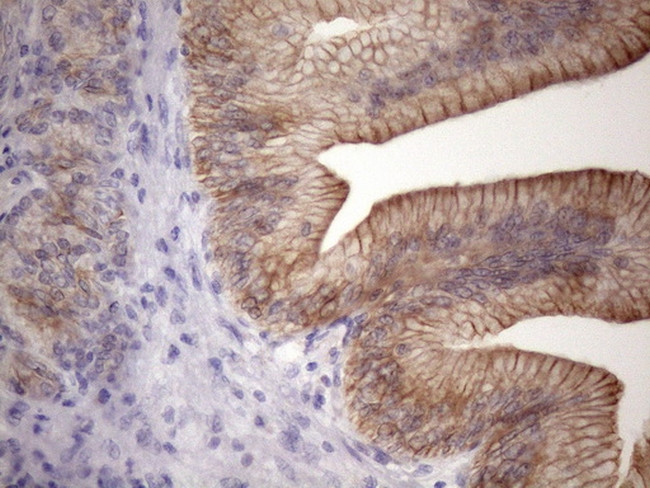 EGLN2 Antibody in Immunohistochemistry (Paraffin) (IHC (P))