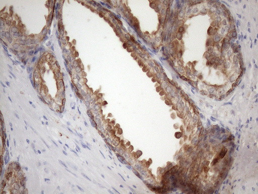 EGLN2 Antibody in Immunohistochemistry (Paraffin) (IHC (P))