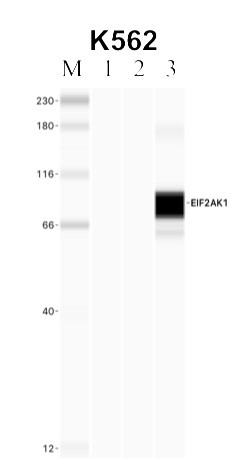 HRI Antibody in Immunoprecipitation (IP)