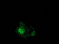 EIF4E2 Antibody in Immunocytochemistry (ICC/IF)