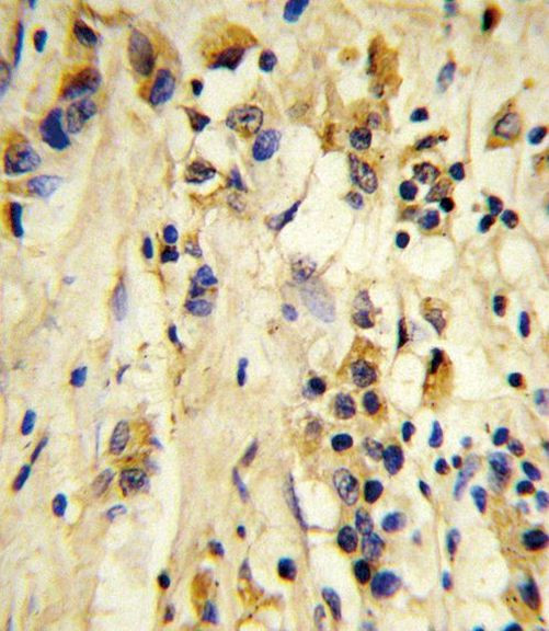 eIF4E2 Antibody in Immunohistochemistry (IHC)