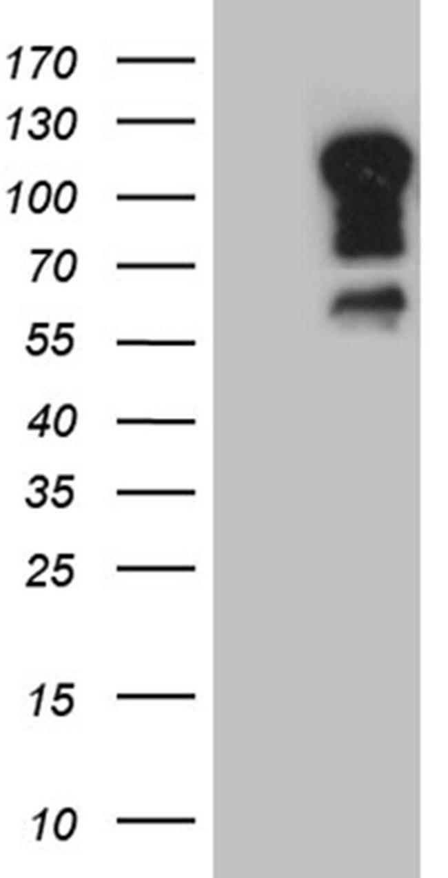 ELF1 Antibody in Western Blot (WB)
