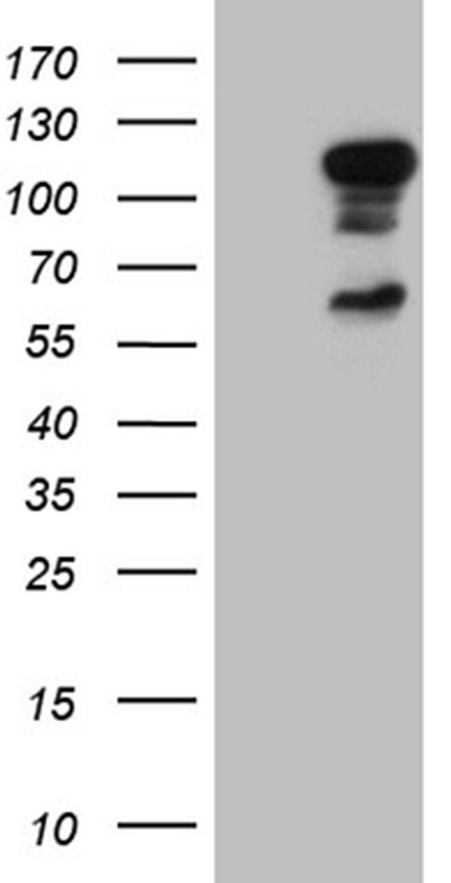 ELF1 Antibody in Western Blot (WB)