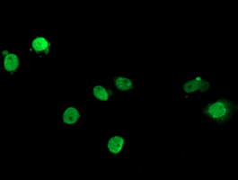 ELK3 Antibody in Immunocytochemistry (ICC/IF)