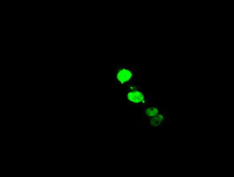 ELK3 Antibody in Immunocytochemistry (ICC/IF)