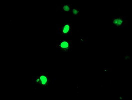 ELK3 Antibody in Immunocytochemistry (ICC/IF)