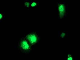 ELK3 Antibody in Immunocytochemistry (ICC/IF)