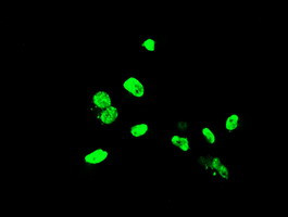 ELK3 Antibody in Immunocytochemistry (ICC/IF)