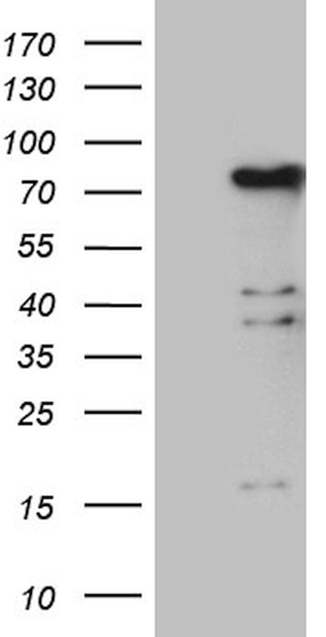 ELL Antibody in Western Blot (WB)