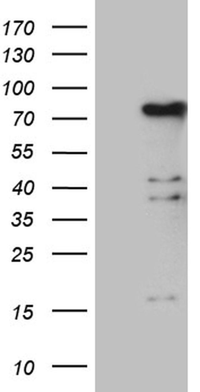 ELL Antibody in Western Blot (WB)
