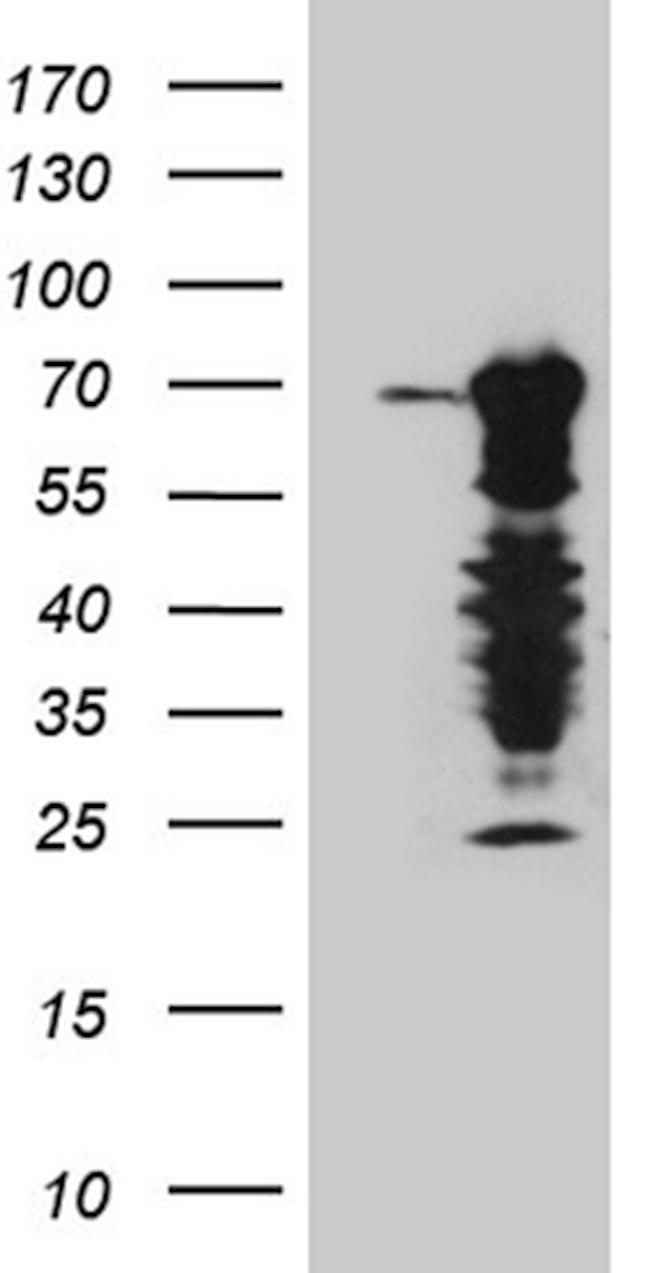ELL Antibody in Western Blot (WB)