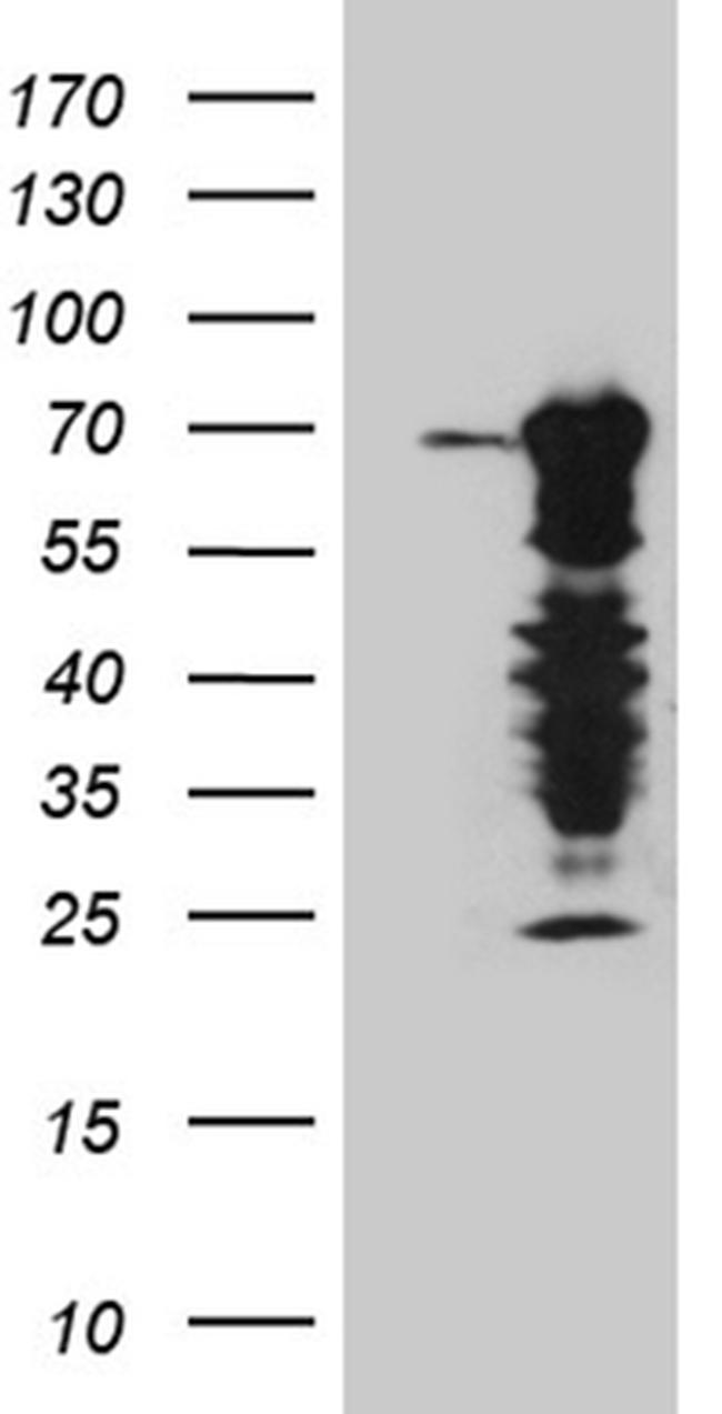 ELL Antibody in Western Blot (WB)