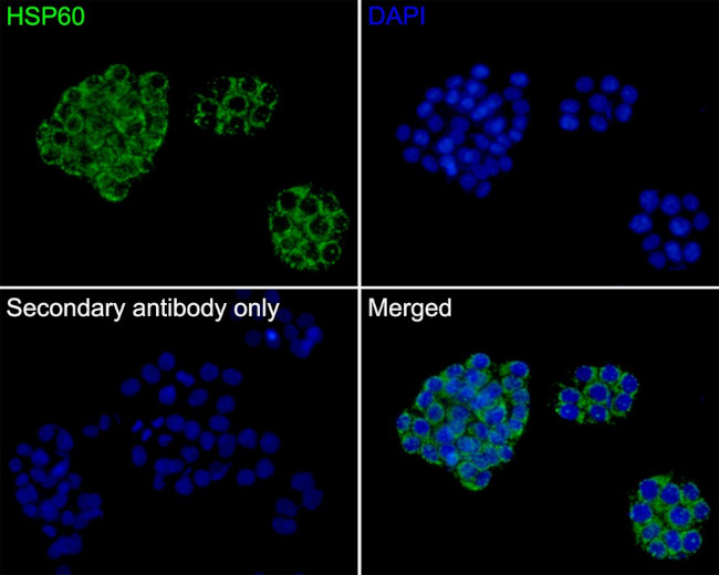 HSP60 Antibody in Immunocytochemistry (ICC/IF)