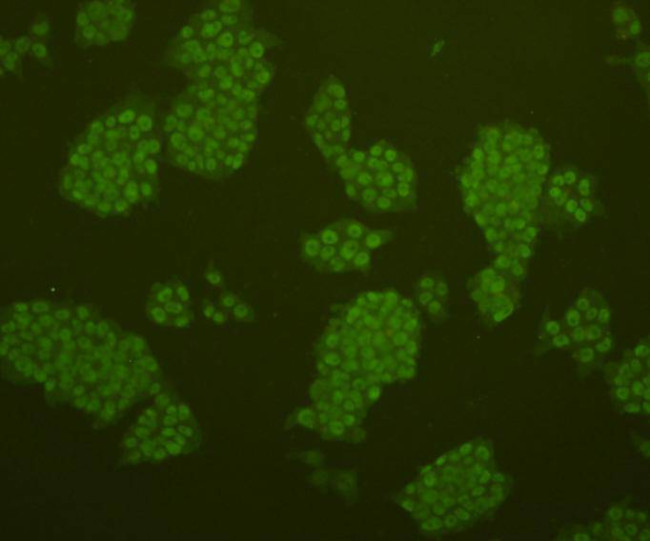 OCT4 Antibody in Immunocytochemistry (ICC/IF)