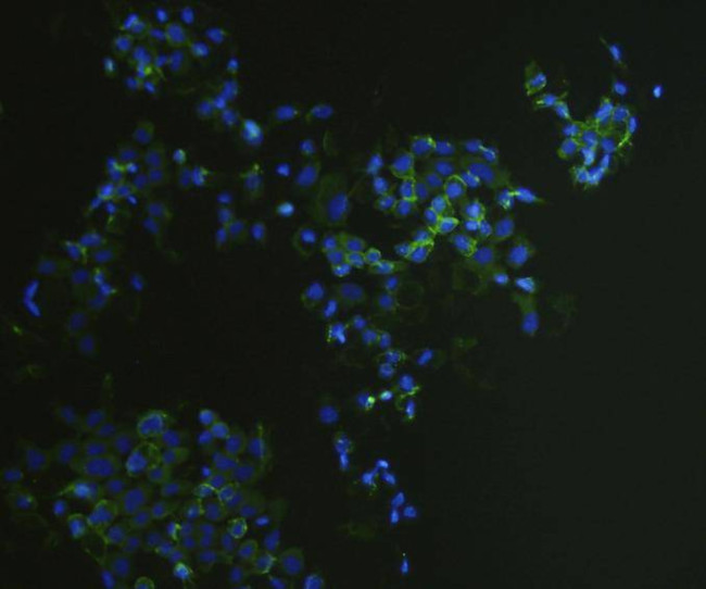 EpCAM Antibody in Immunocytochemistry (ICC/IF)