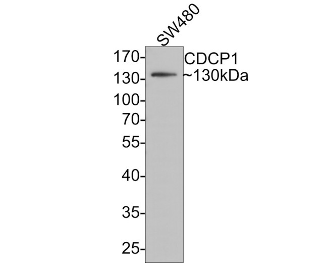 CUB domain-containing protein 1 Antibody in Western Blot (WB)