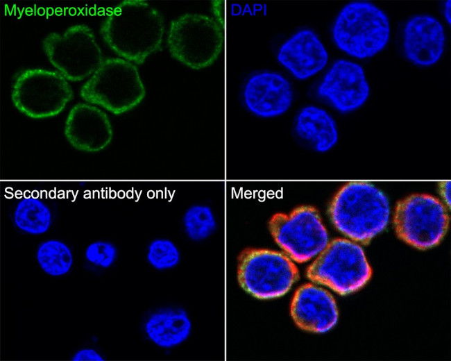 Myeloperoxidase Antibody in Immunocytochemistry (ICC/IF)