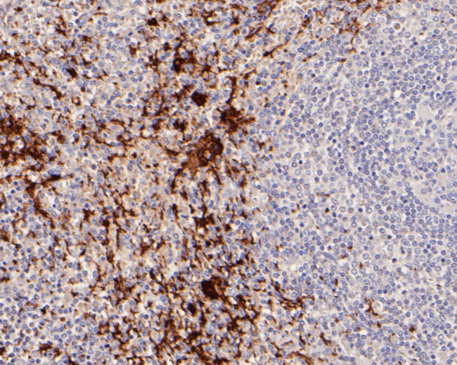 CD42b Antibody in Immunohistochemistry (Paraffin) (IHC (P))