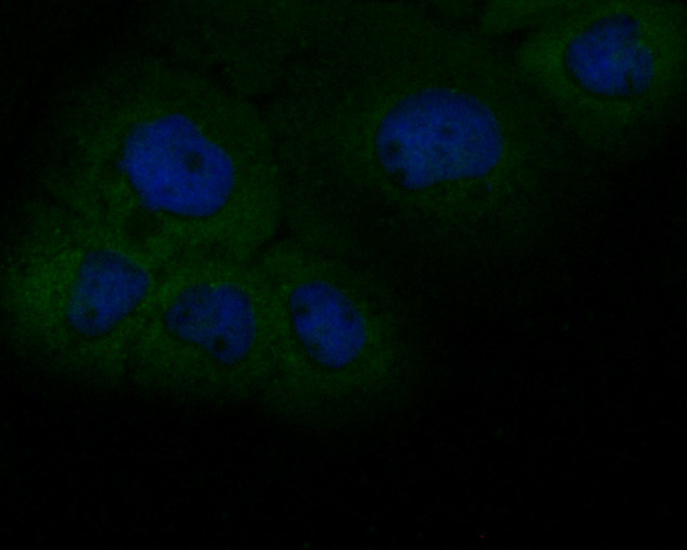 CD166 Antibody in Immunocytochemistry (ICC/IF)