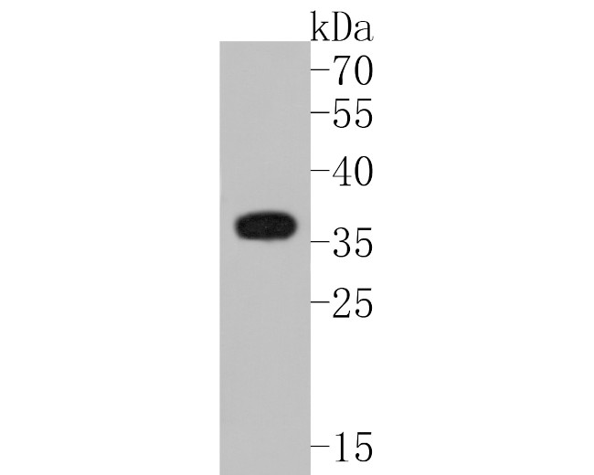 Myc-tag Antibody in Western Blot (WB)