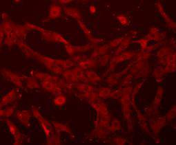 Beta Actin Antibody in Immunocytochemistry (ICC/IF)