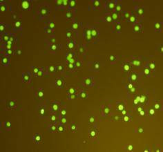 GFP Antibody in Immunocytochemistry (ICC/IF)