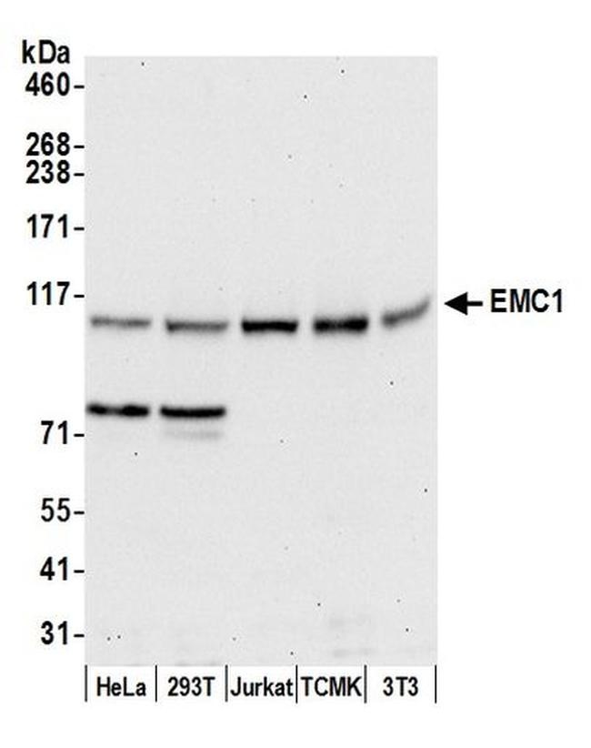 EMC1 Antibody in Western Blot (WB)
