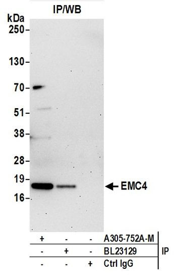 EMC4 Antibody in Immunoprecipitation (IP)