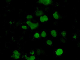 EMG1 Antibody in Immunocytochemistry (ICC/IF)