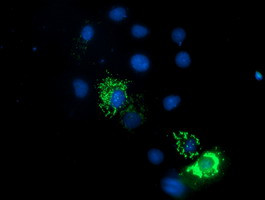 ENDOG Antibody in Immunocytochemistry (ICC/IF)