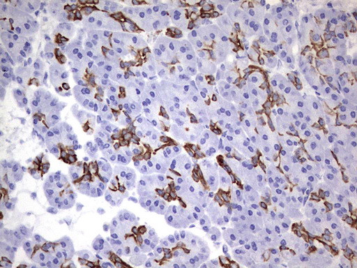 ENKUR Antibody in Immunohistochemistry (Paraffin) (IHC (P))