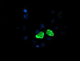 ENPEP Antibody in Immunocytochemistry (ICC/IF)
