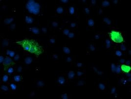ENPEP Antibody in Immunocytochemistry (ICC/IF)
