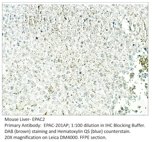 EPAC2 Antibody in Immunohistochemistry (IHC)