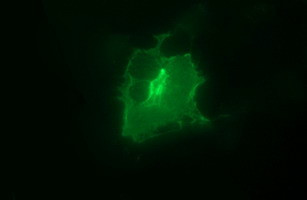 EPCAM Antibody in Immunocytochemistry (ICC/IF)