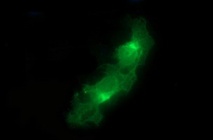 EPCAM Antibody in Immunocytochemistry (ICC/IF)