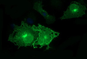 EPCAM Antibody in Immunocytochemistry (ICC/IF)