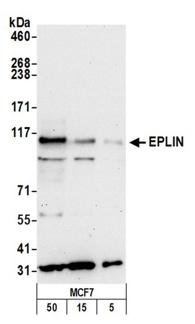 Eplin Script EPLIN Polyclonal Antibody (A300-103A)