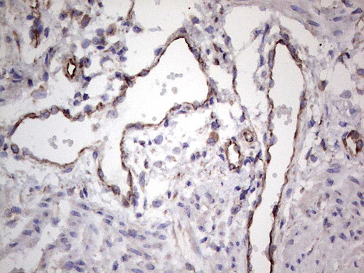 EPOR Antibody in Immunohistochemistry (Paraffin) (IHC (P))