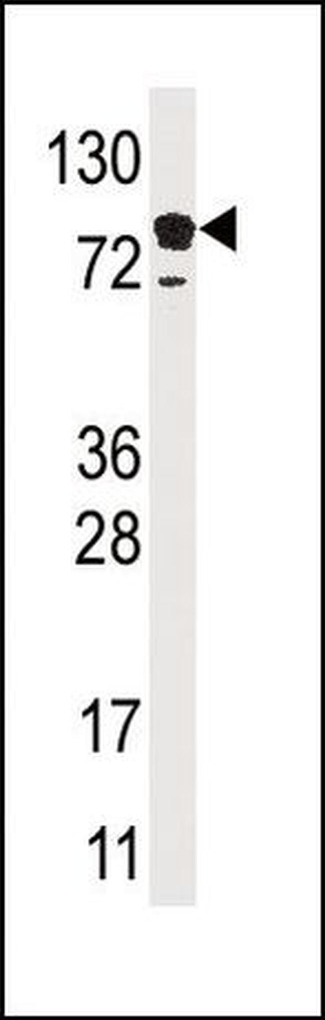 EPS15 Antibody in Western Blot (WB)