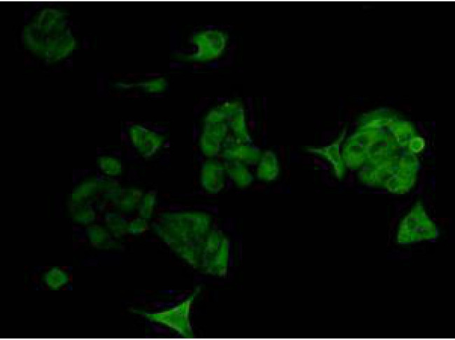 Bcl-2 Antibody in Immunocytochemistry (ICC/IF)