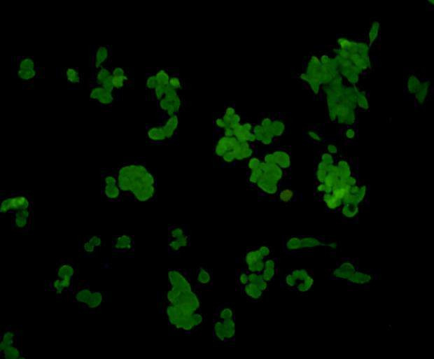 ERK1 Antibody in Immunocytochemistry (ICC/IF)