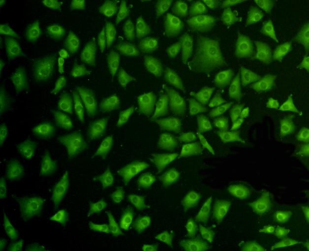 ERK2 Antibody in Immunocytochemistry (ICC/IF)