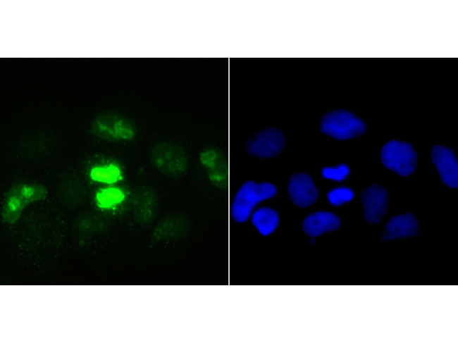 Ki67 Antibody in Immunocytochemistry (ICC/IF)