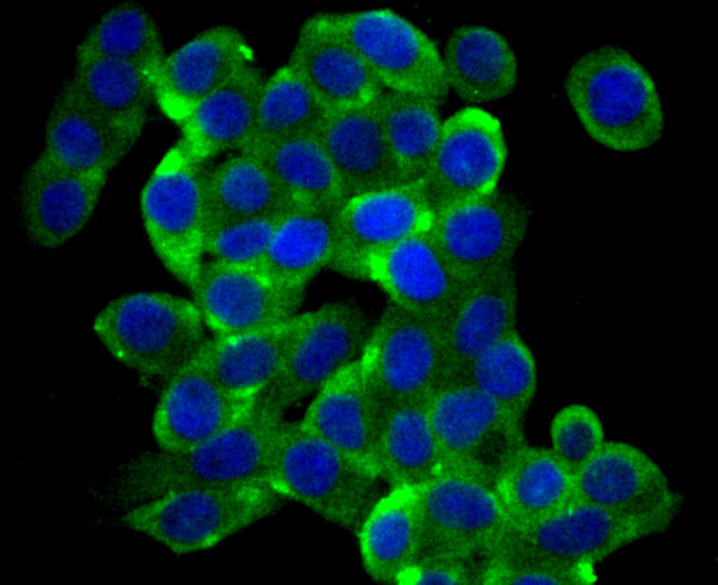 GAPDH Antibody in Immunocytochemistry (ICC/IF)