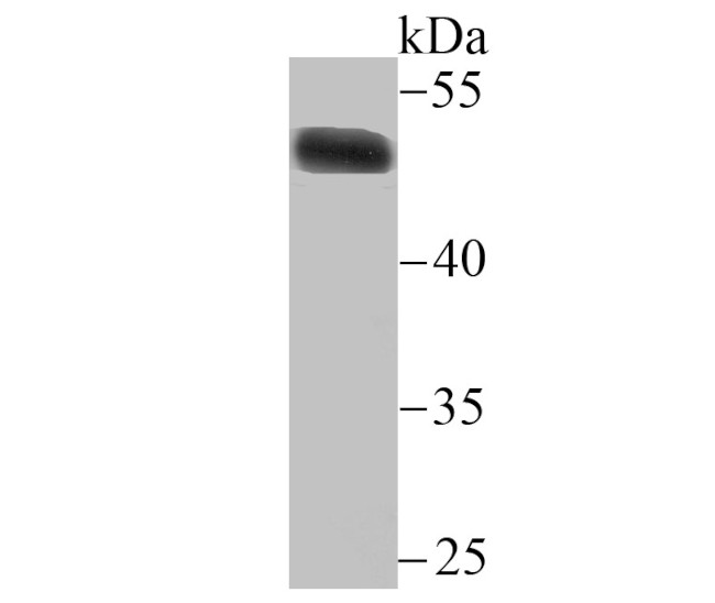 Estrogen Related Receptor alpha Antibody in Western Blot (WB)