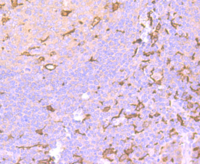 Iba1 Antibody in Immunohistochemistry (Paraffin) (IHC (P))