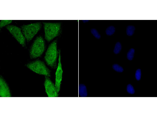 HIF1 alpha Antibody in Immunocytochemistry (ICC/IF)